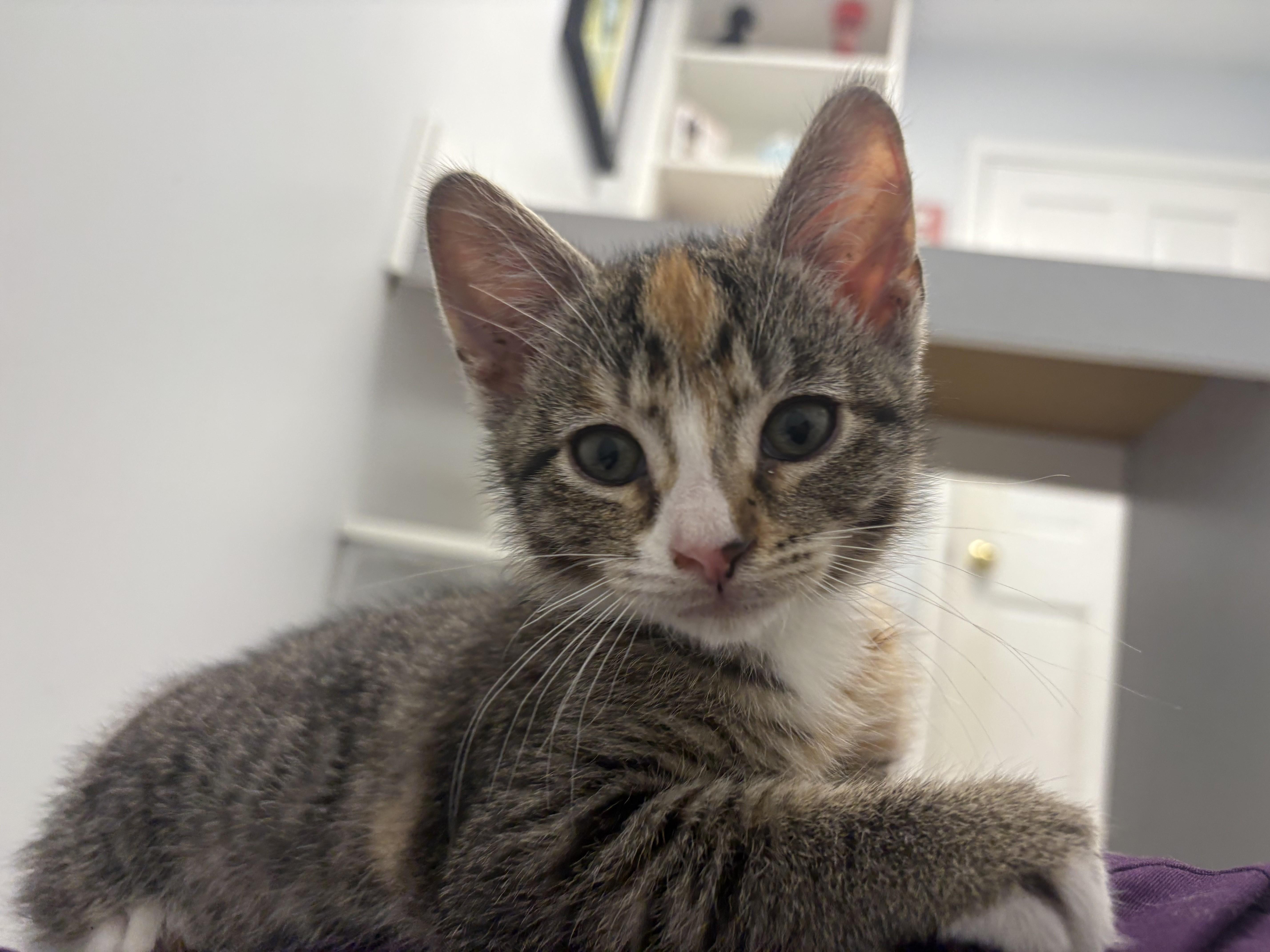 Cherry, Adoptable, Kitten Female Domestic Short Hair.