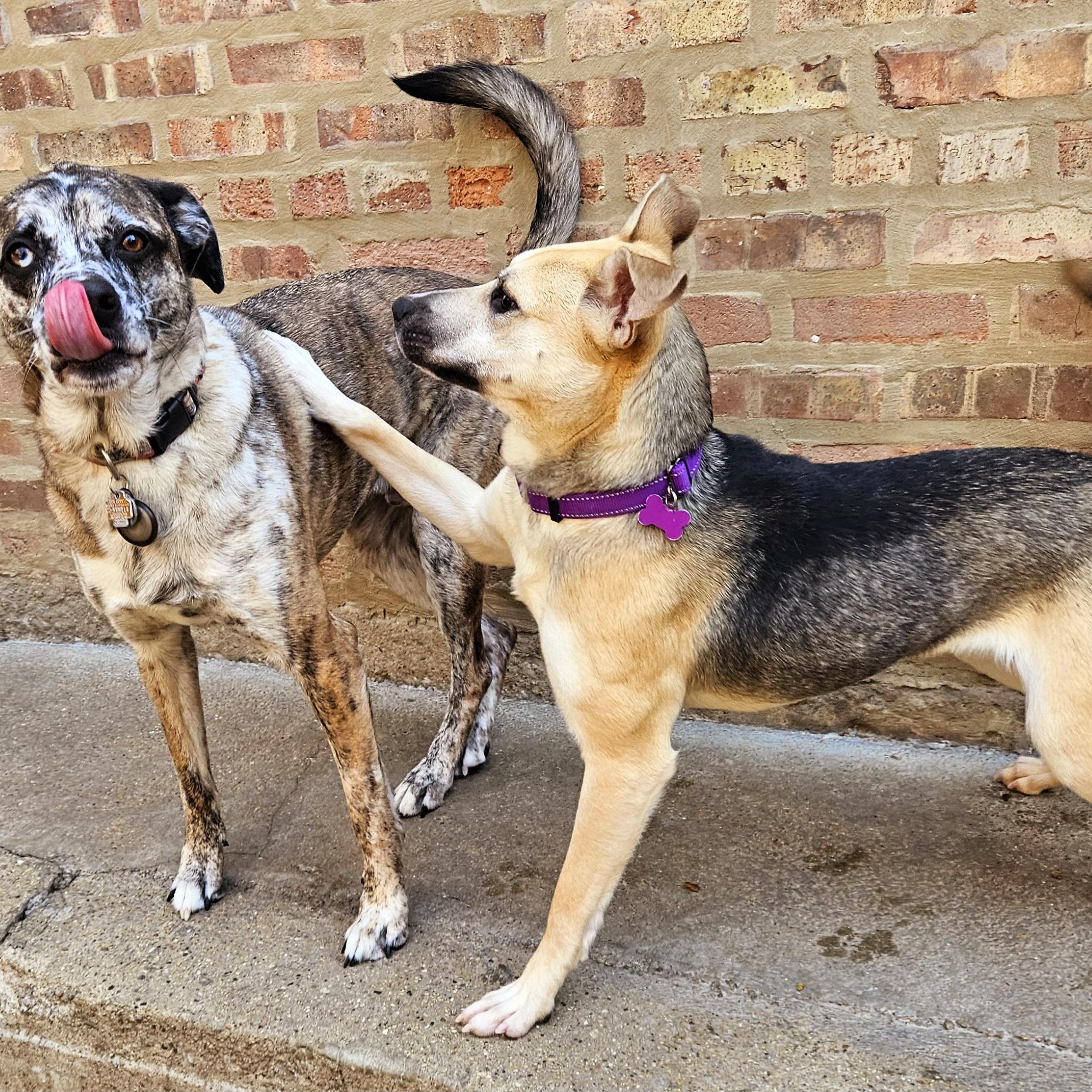 Enlarge Frankie (ADOPTED!), a Adoptable mixed breed in Chicago, IL image 4/6