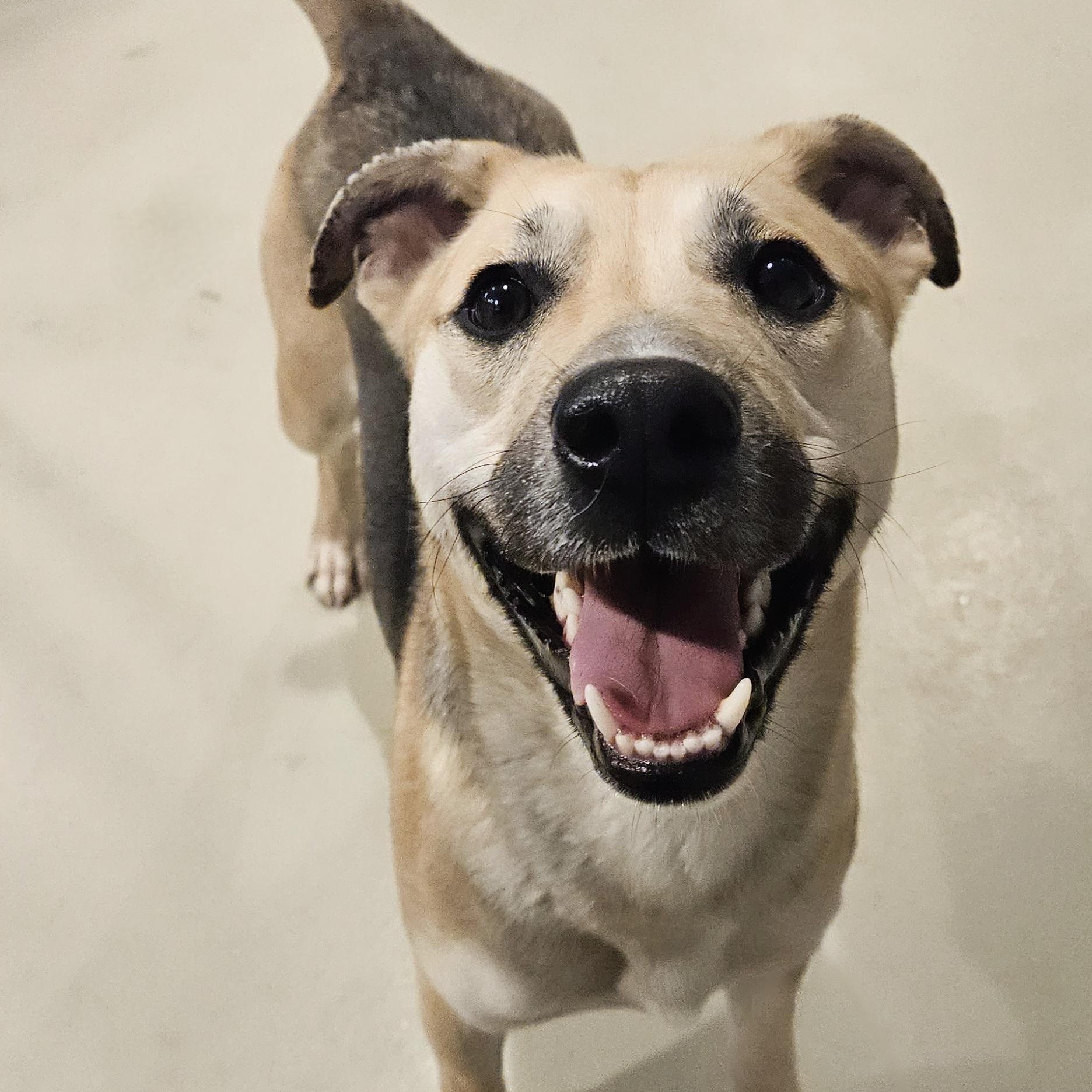Frankie Girl (Fun!)