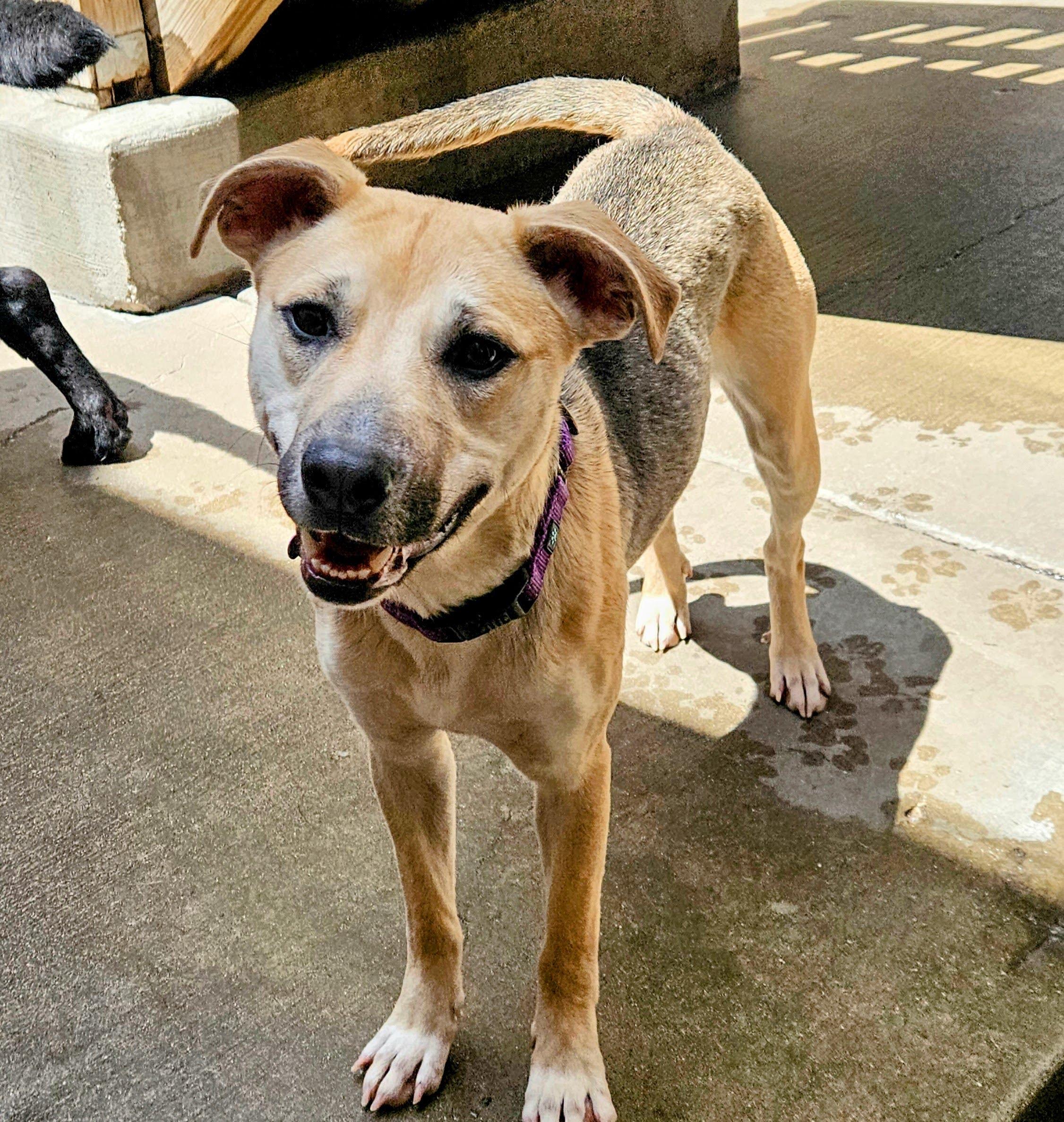 Enlarge Frankie (ADOPTED!), a Adoptable mixed breed in Chicago, IL image 3/6