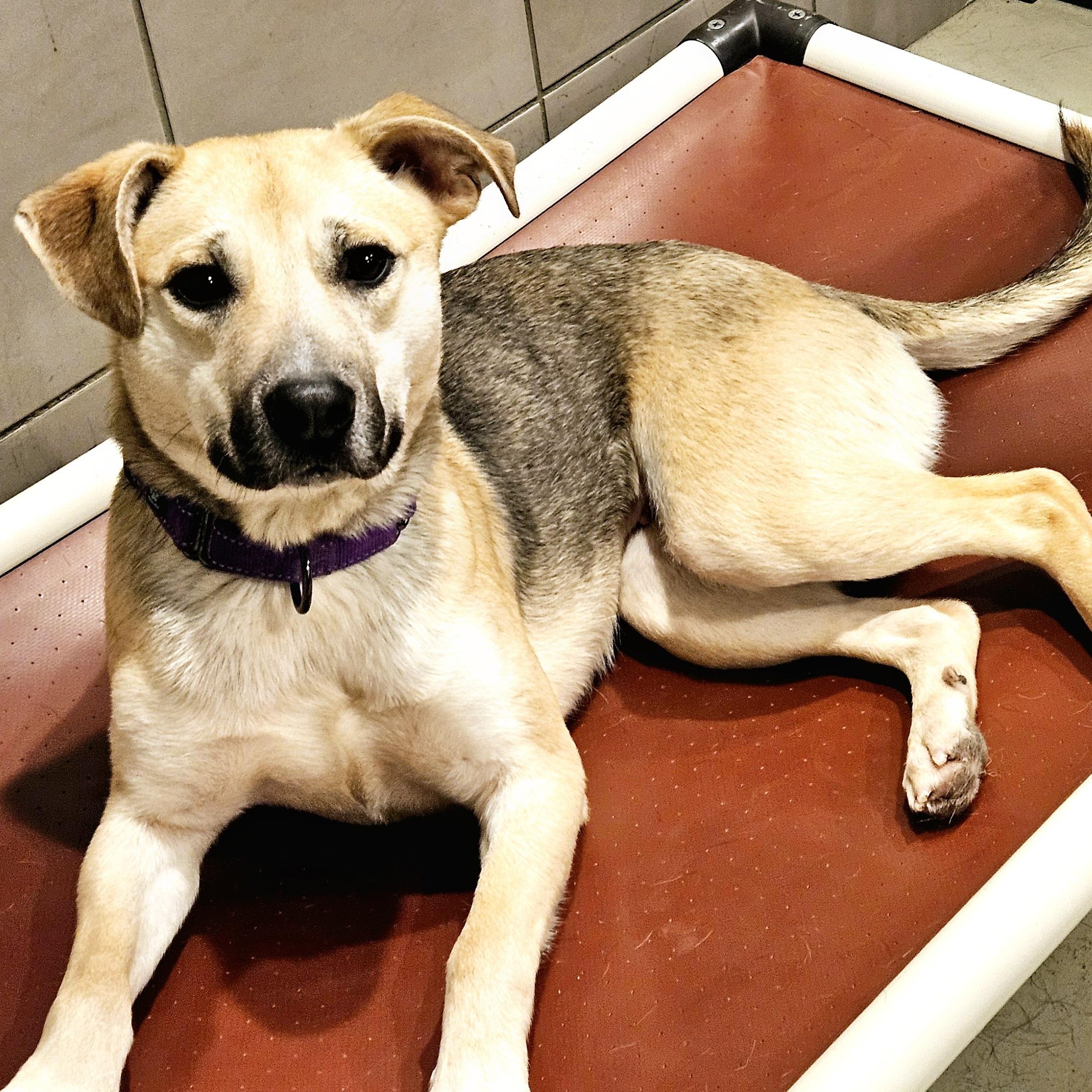 Enlarge Frankie (ADOPTED!), a Adoptable mixed breed in Chicago, IL image 5/6