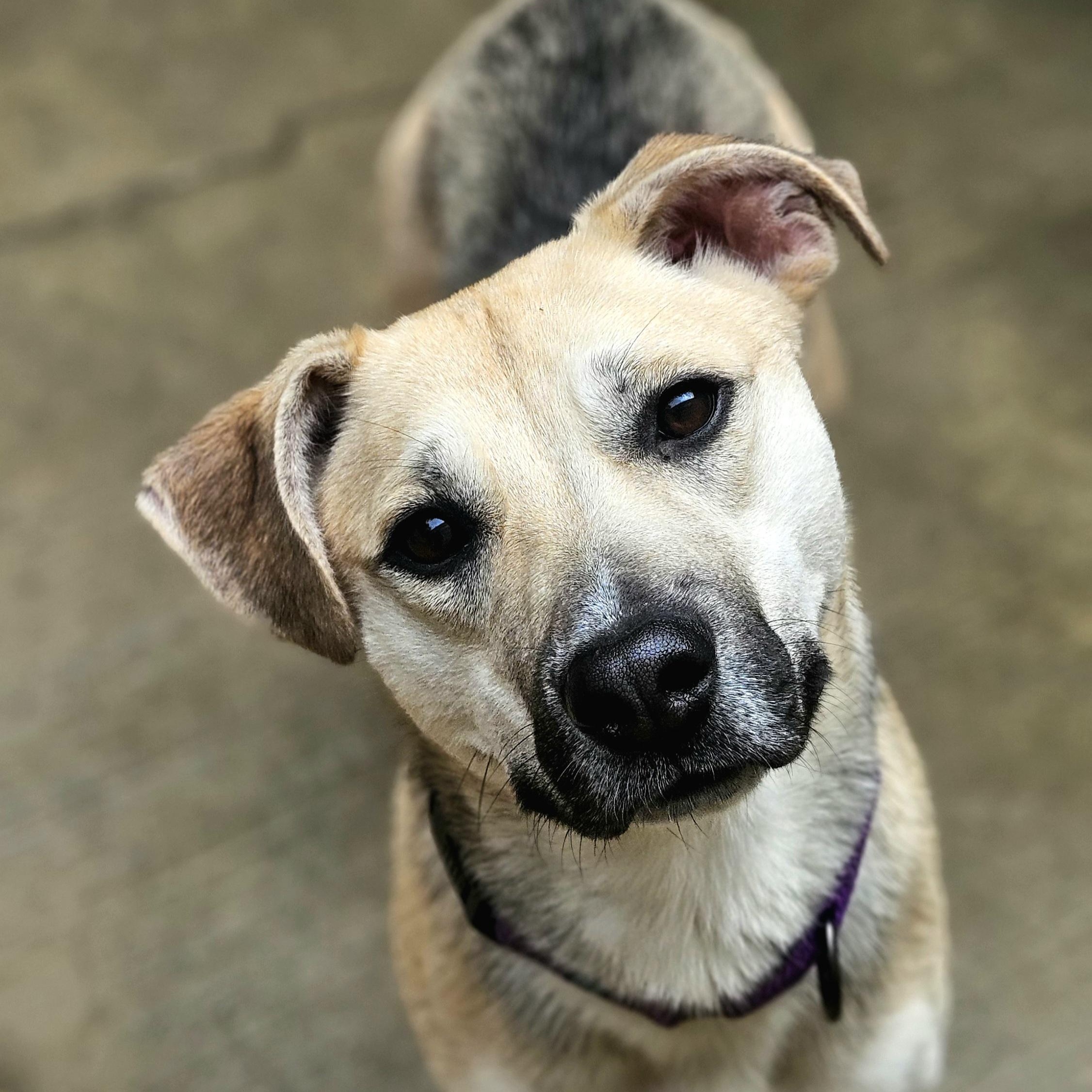 Frankie Girl (Fun!)