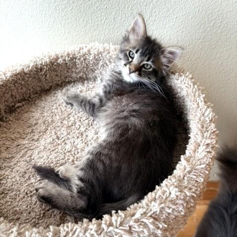 Jude, an adopted mixed breed in Long Beach, WA image 2/4