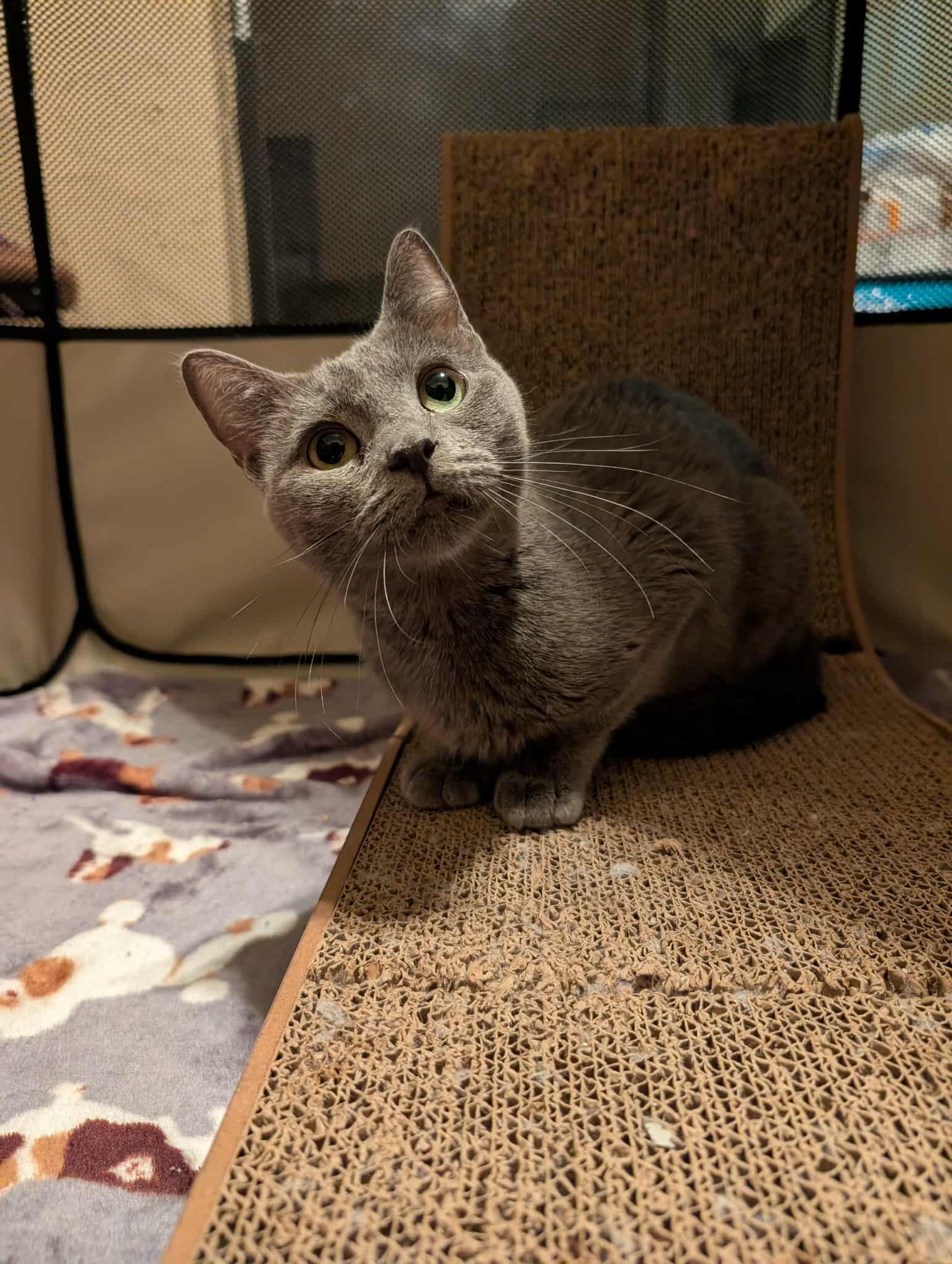 pebbles, Adoptable, Adult Female Domestic Short Hair.