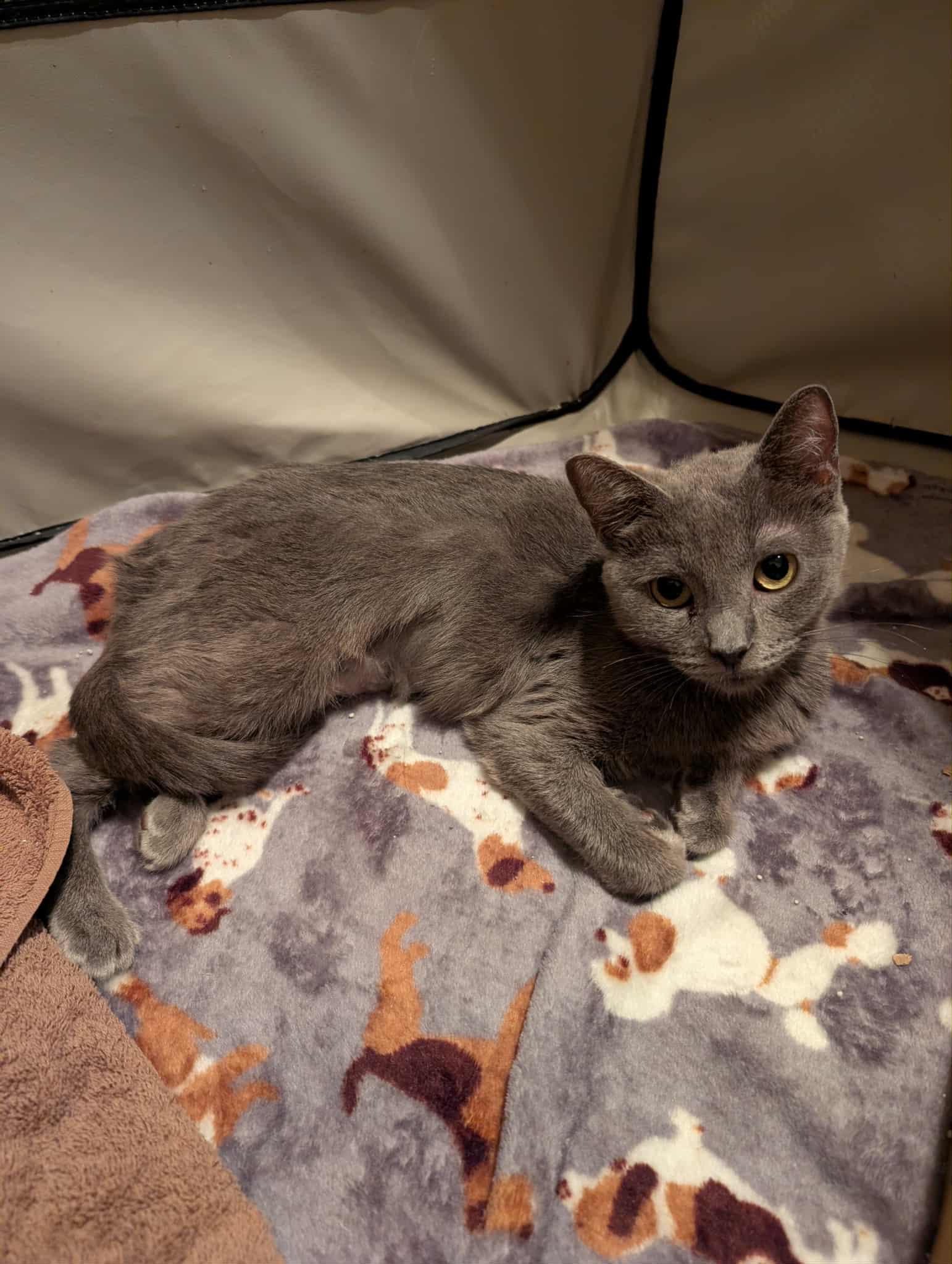 Enlarge pebbles, a Adoptable Domestic Short Hair in Melbourne, FL image 2/3