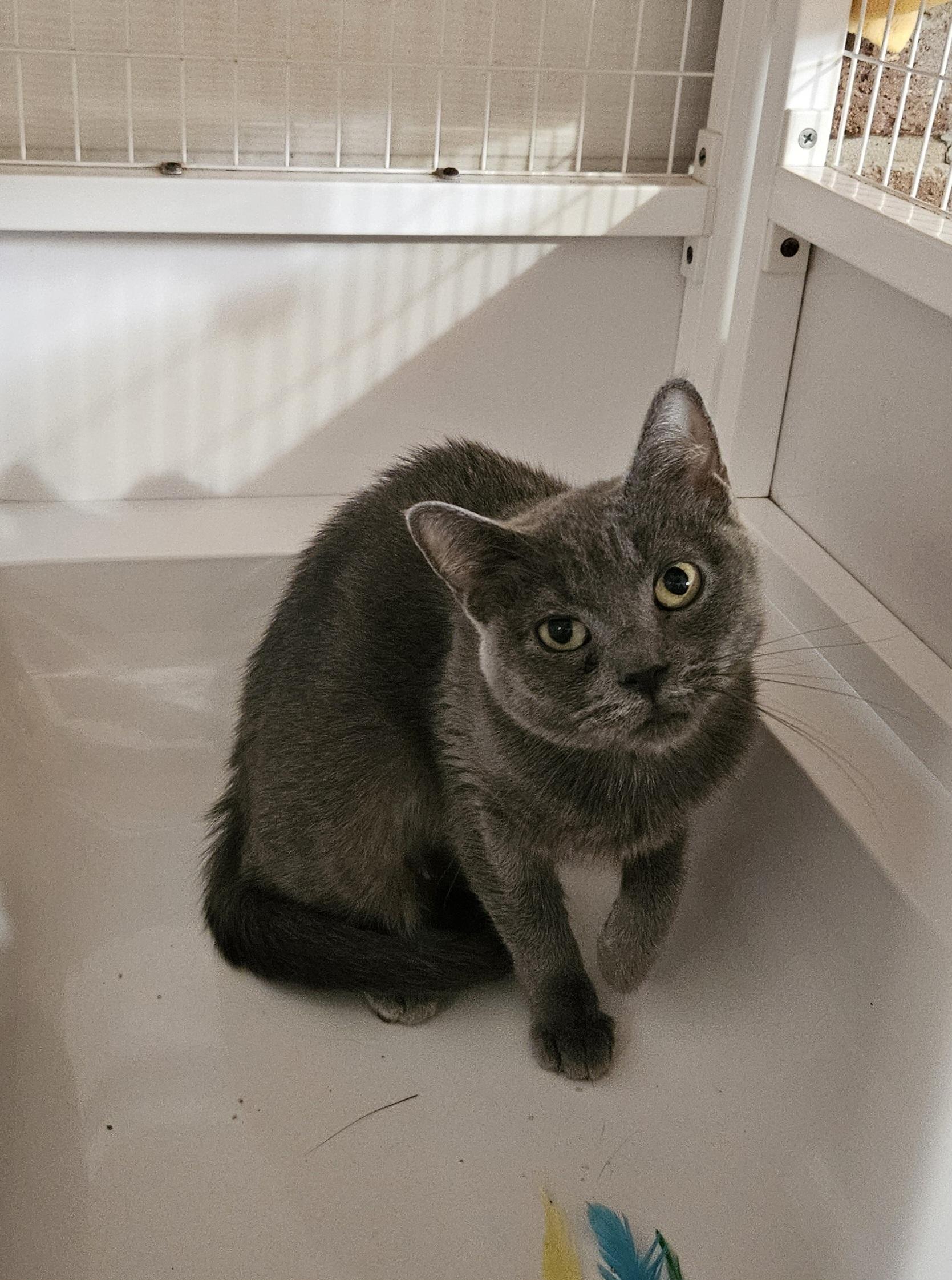 Enlarge pebbles, a Adoptable Domestic Short Hair in Melbourne, FL image 3/3