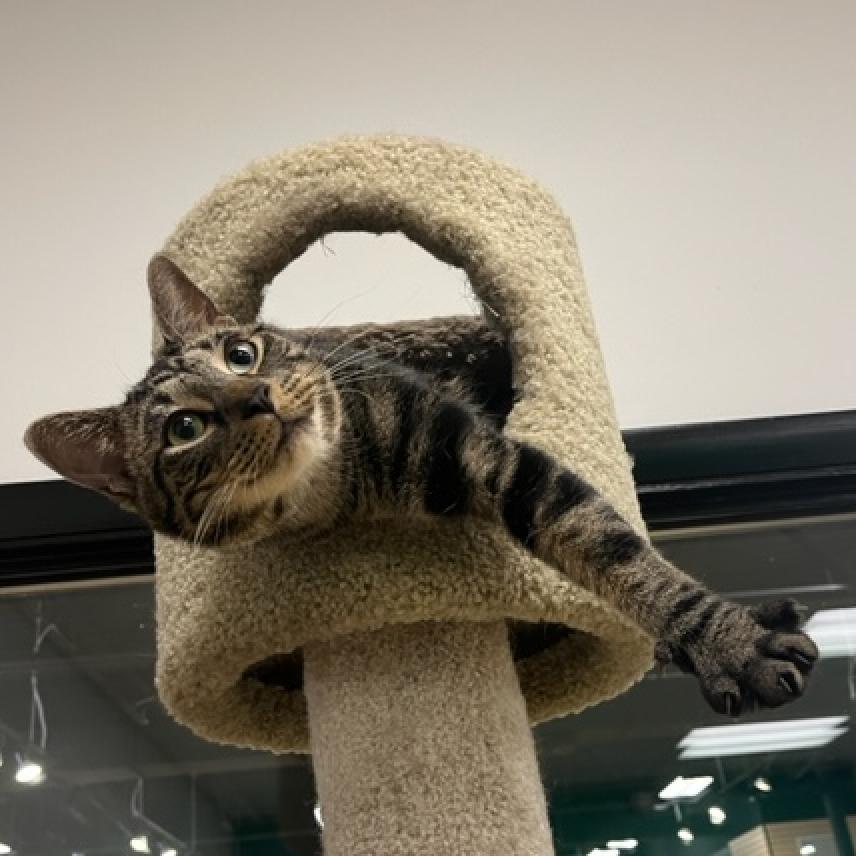 Dale, Adoptable, Adult Male Domestic Short Hair.