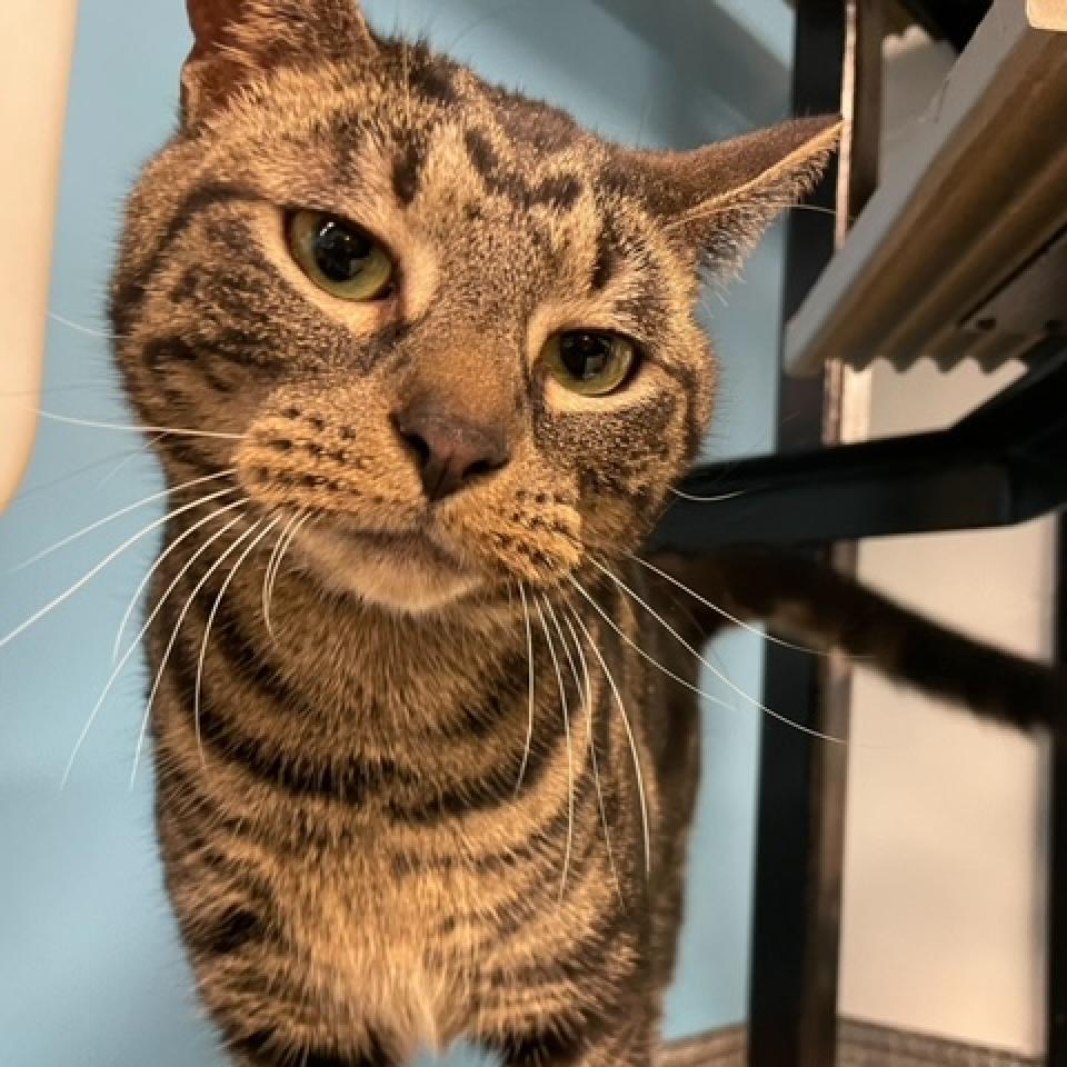 Enlarge Dale, a Adoptable Domestic Short Hair in Stokesdale, NC image 4/6