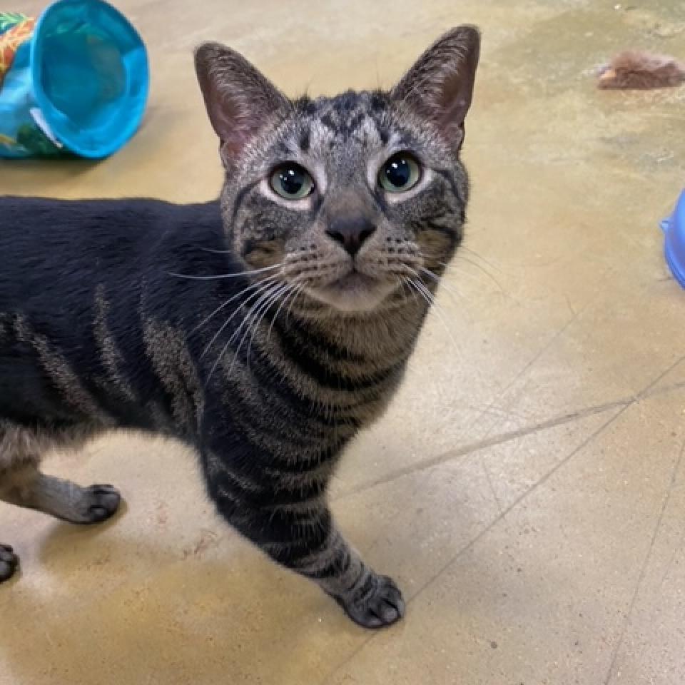 Enlarge Dale, a Adoptable Domestic Short Hair in Stokesdale, NC image 2/6
