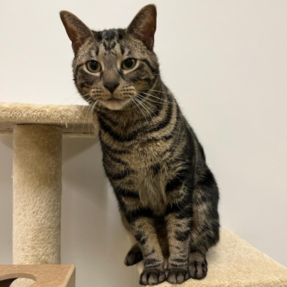 Enlarge Dale, a Adoptable Domestic Short Hair in Stokesdale, NC image 3/6