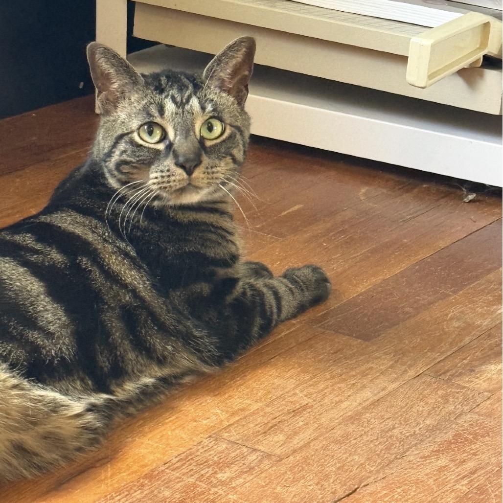 Enlarge Dale, a Adoptable Domestic Short Hair in Stokesdale, NC image 5/6