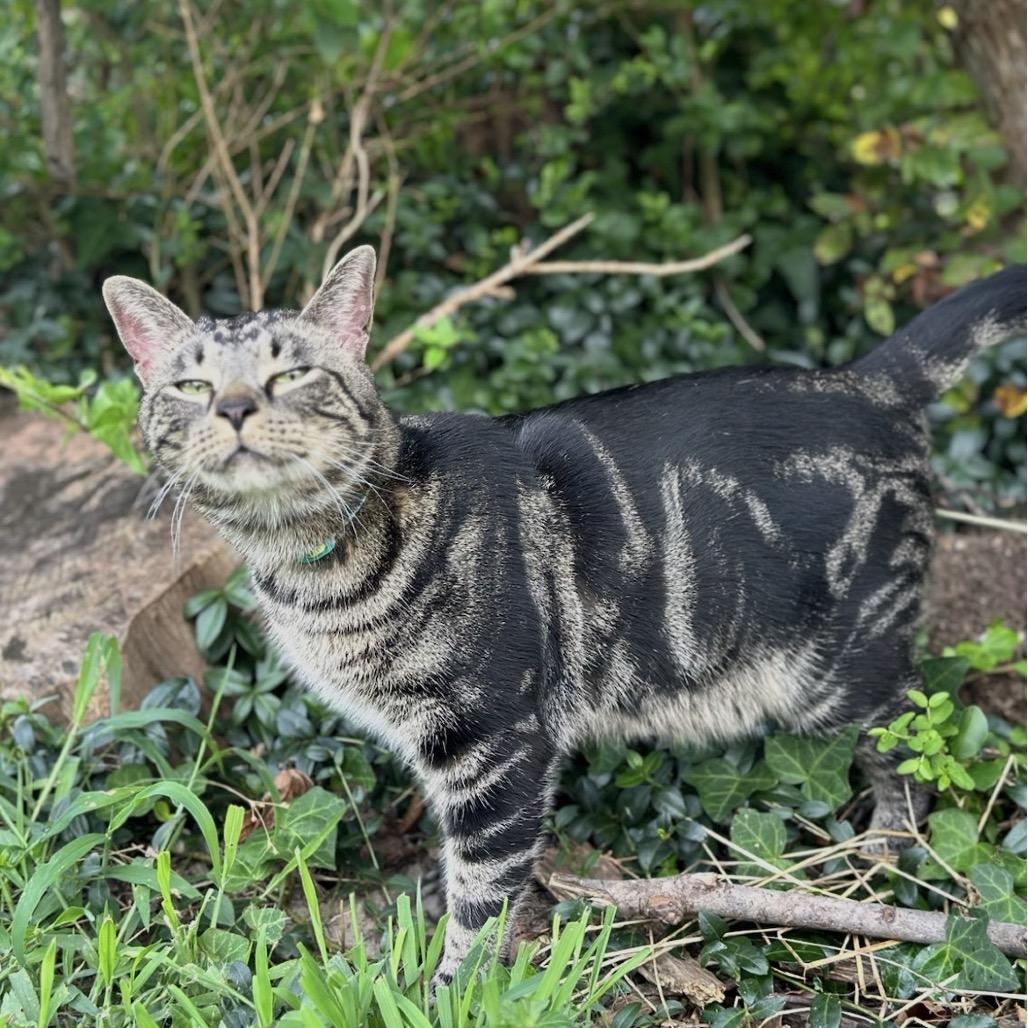 Enlarge Dale, a Adoptable Domestic Short Hair in Stokesdale, NC image 6/6
