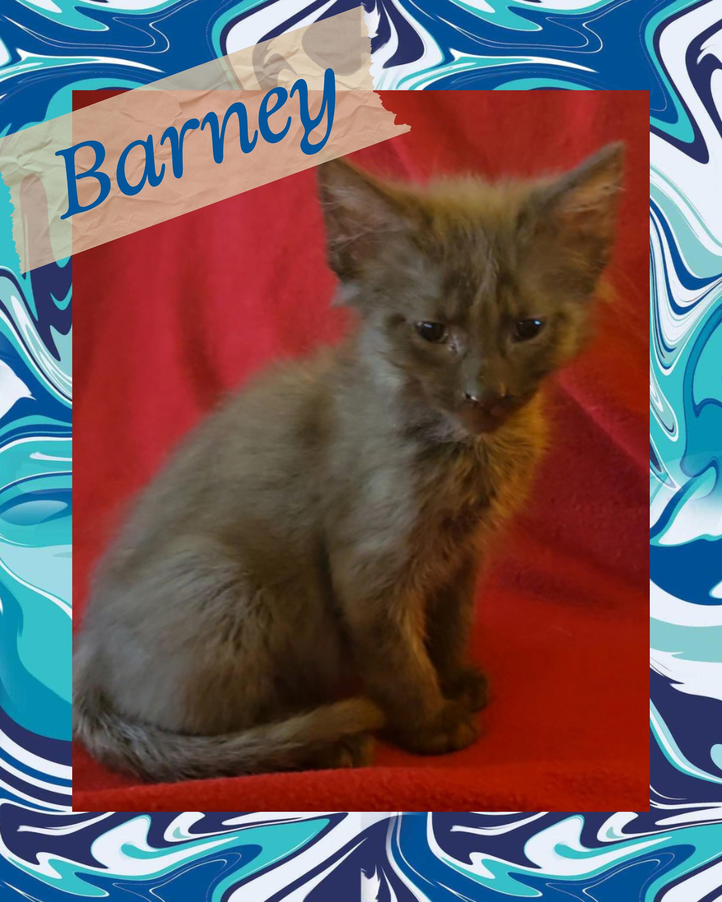 Enlarge Barney, an adoptable Domestic Short Hair in Pasco, WA image 1/1