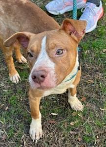 Rye 2 year old  Sweet Gentle , Goofy, Joyful Pocket Sized Boy.  He LOVES LIFE!
