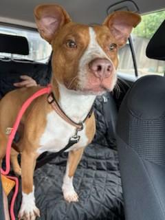 Rye 2 year old  Sweet Gentle , Goofy, Joyful Pocket Sized Boy.  He LOVES LIFE!