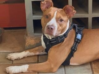 Rye 2 year old  Sweet Gentle , Goofy, Joyful Pocket Sized Boy.  He LOVES LIFE!