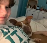 Rye 2 year old Male Agility Boy! !  Sweet Gentle Calm well behaved boy!