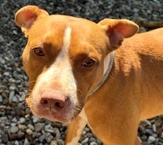 Rye 2 year old  Sweet Gentle , Goofy, Joyful Pocket Sized Boy.  He LOVES LIFE!