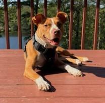 Rye 2 year old  Sweet Gentle , Goofy, Joyful Pocket Sized Boy.  He LOVES LIFE!