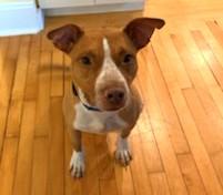 Rye 2 year old Male Agility Boy! !  Sweet Gentle Calm well behaved boy!