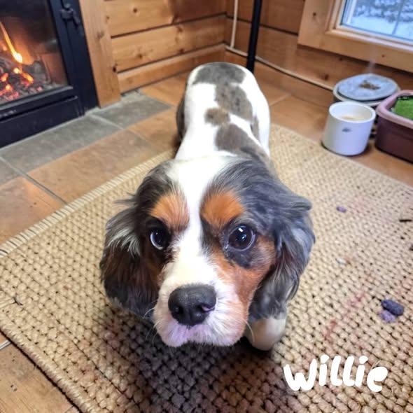 Willie, adopted, Adult Male Cavalier King Charles Spaniel.