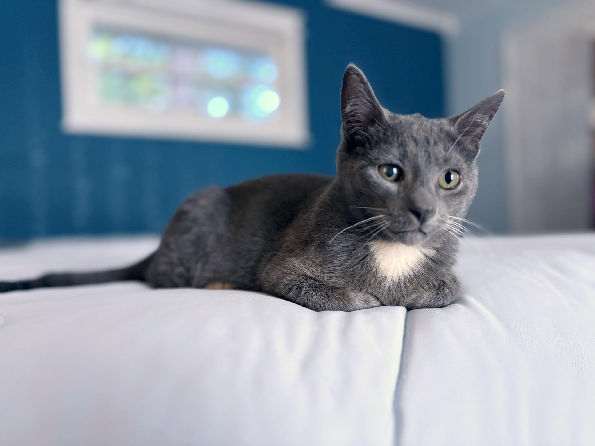 Enlarge Ash, a ADOPTABLE mixed breed in Lake Monroe, FL image 2/6