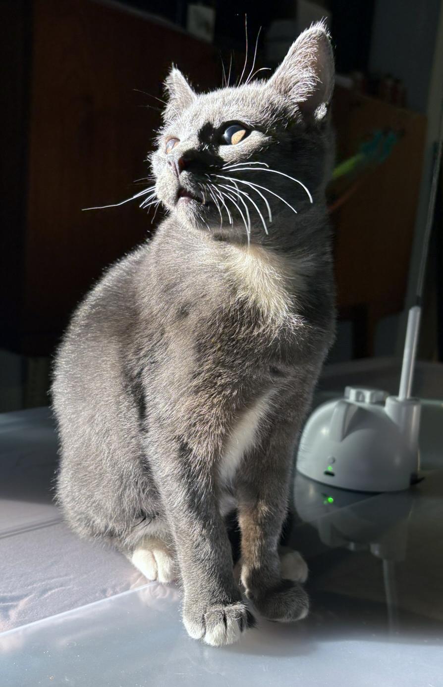 Enlarge Ash, a ADOPTABLE mixed breed in Lake Monroe, FL image 5/6