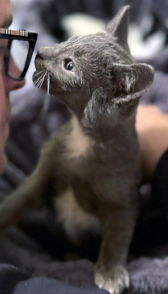 Enlarge Ash, a ADOPTABLE mixed breed in Lake Monroe, FL image 6/6