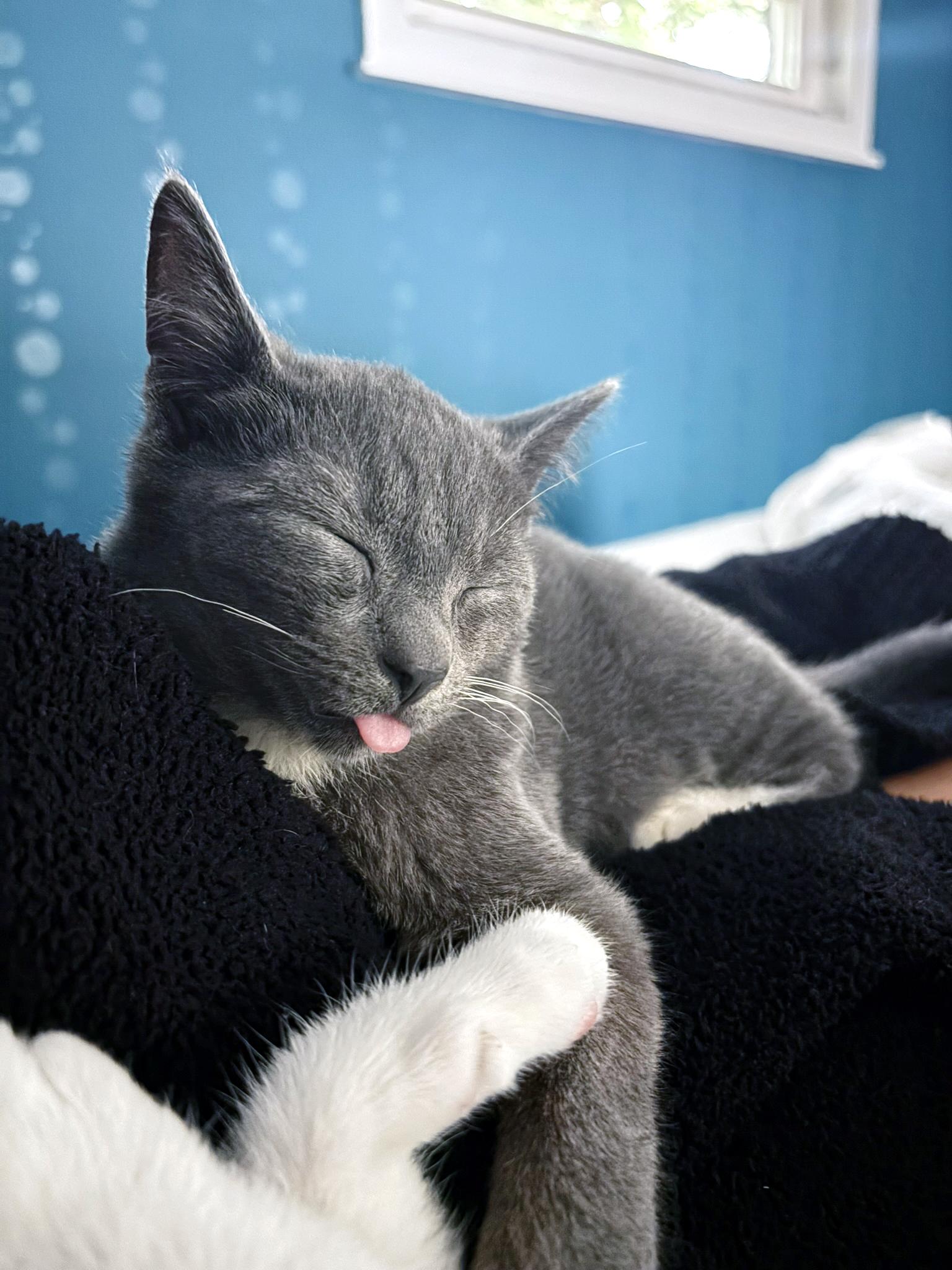 Enlarge Ash, a ADOPTABLE mixed breed in Lake Monroe, FL image 1/6