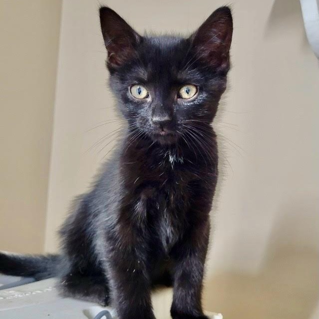 Cat for adoption Hex, a Domestic Short Hair in Batavia, NY Petfinder