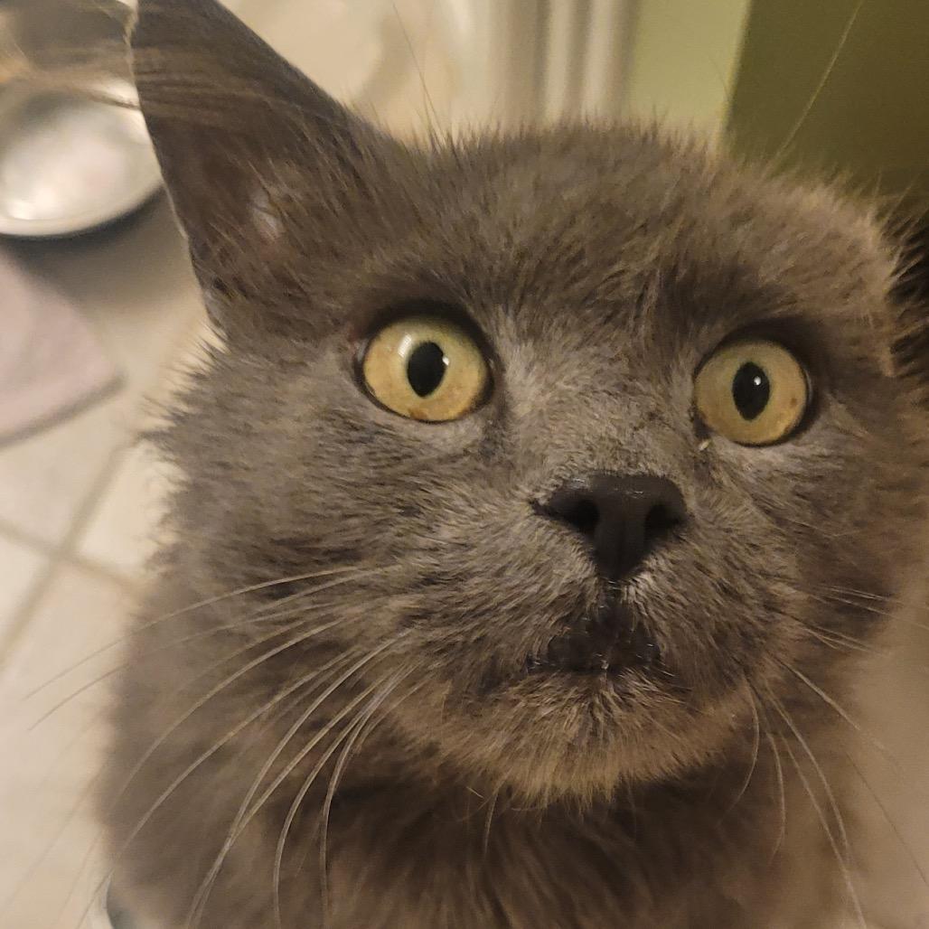 Enlarge Vino *Meet me at Plymouth Petsmart, a Adoptable Domestic Long Hair in Plymouth, MN image 3/5