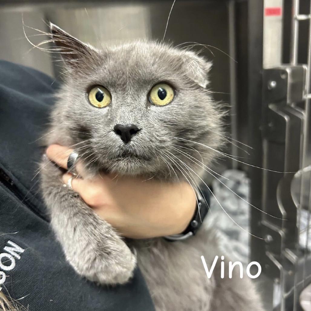 Enlarge Vino *Meet me at Plymouth Petsmart, a Adoptable Domestic Long Hair in Plymouth, MN image 4/5