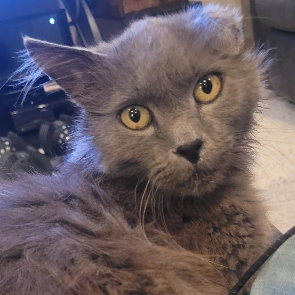 Enlarge Vino *Meet me at Plymouth Petsmart, a Adoptable Domestic Long Hair in Plymouth, MN image 1/5