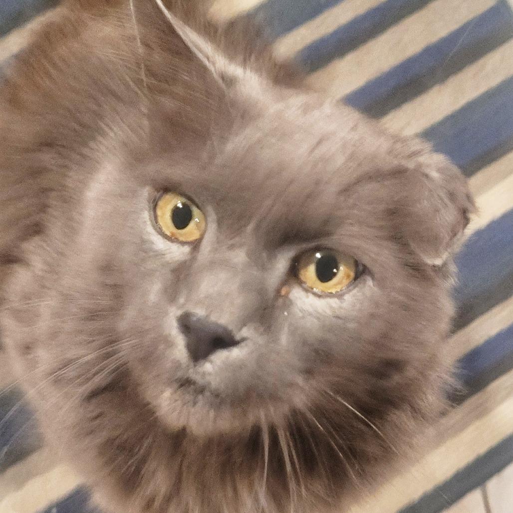 Enlarge Vino *Meet me at Plymouth Petsmart, a Adoptable Domestic Long Hair in Plymouth, MN image 5/5