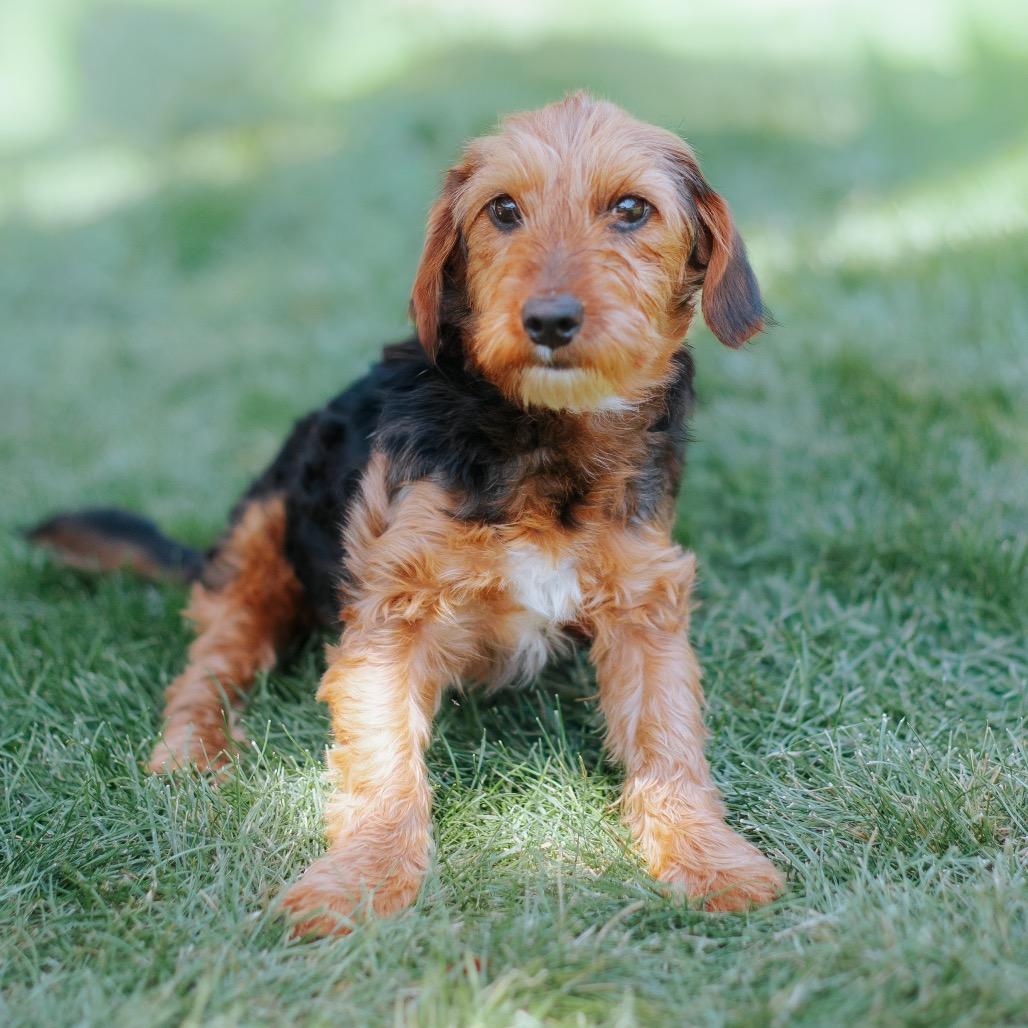 Joanne, Adoptable, Young Female Wire Fox Terrier & Mixed Breed.