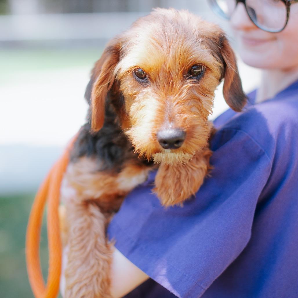 Enlarge Joanne, a Adoptable mixed breed in Northbrook, IL image 2/3
