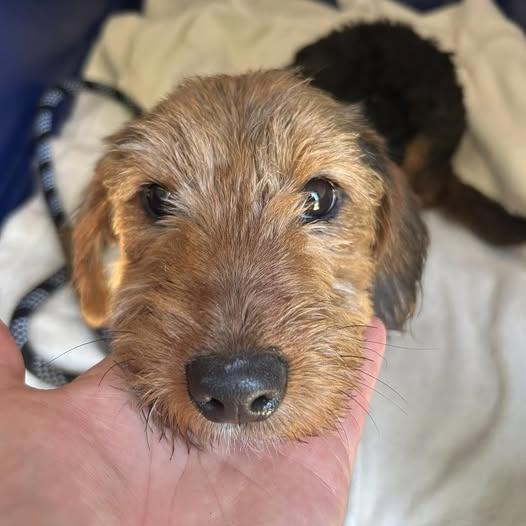Enlarge Joanne, a Adoptable mixed breed in Northbrook, IL image 3/3