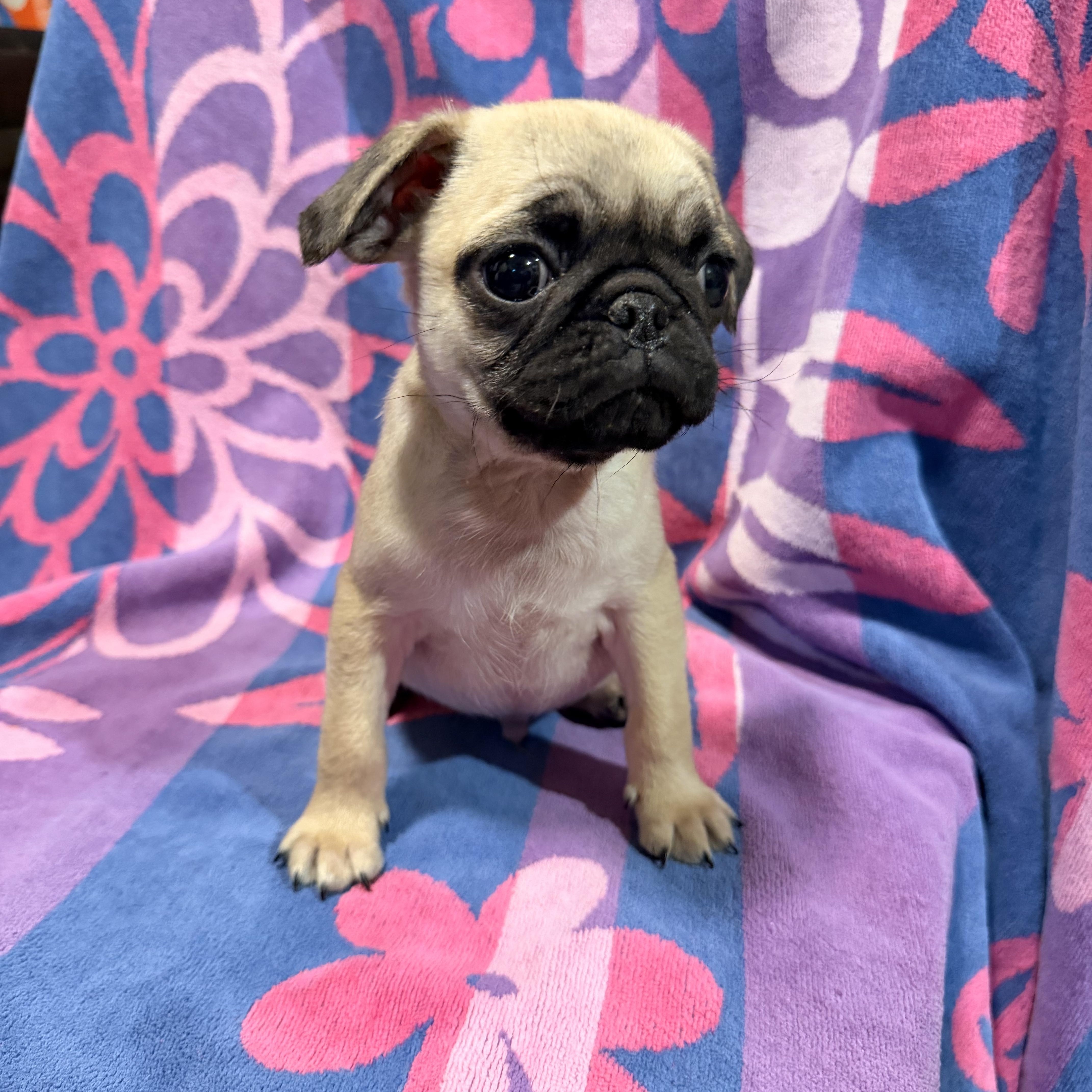 Jo Jo, a Adoptable Pug in Moreno Valley, CA image 3/3