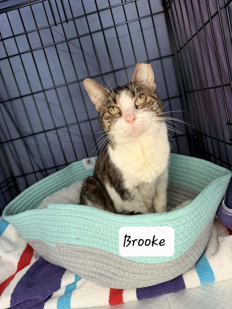 Brooke, Adoptable, Adult Female Domestic Short Hair.