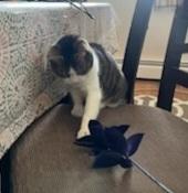 Enlarge Brooke, a Adoptable Domestic Short Hair in Skippack, PA image 2/5