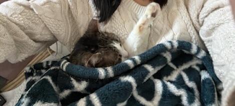 Enlarge Brooke, a Adoptable Domestic Short Hair in Skippack, PA image 3/6