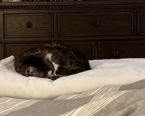 Enlarge Brooke, a Adoptable Domestic Short Hair in Skippack, PA image 3/5