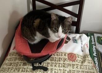 Enlarge Brooke, a Adoptable Domestic Short Hair in Skippack, PA image 4/5