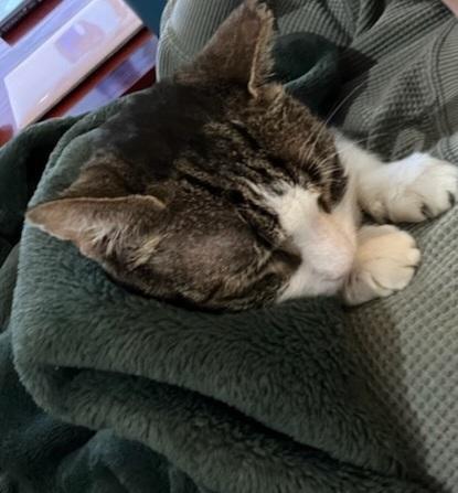 Enlarge Brooke, a Adoptable Domestic Short Hair in Skippack, PA image 5/6