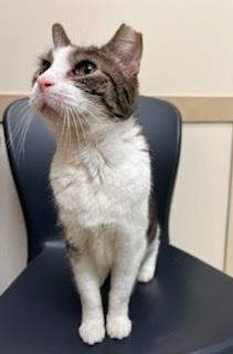 Enlarge Brooke, a Adoptable Domestic Short Hair in Skippack, PA image 5/5