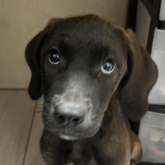 Chewie - Local August 28-30, a ADOPTABLE mixed breed in Happy Valley , OR image 3/3