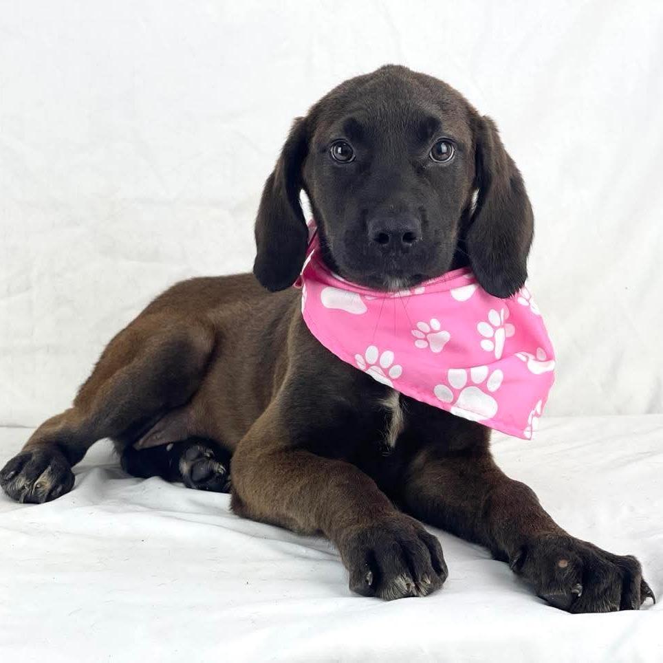 Chewie - Local August 28-30, a ADOPTABLE mixed breed in Happy Valley , OR image 2/3