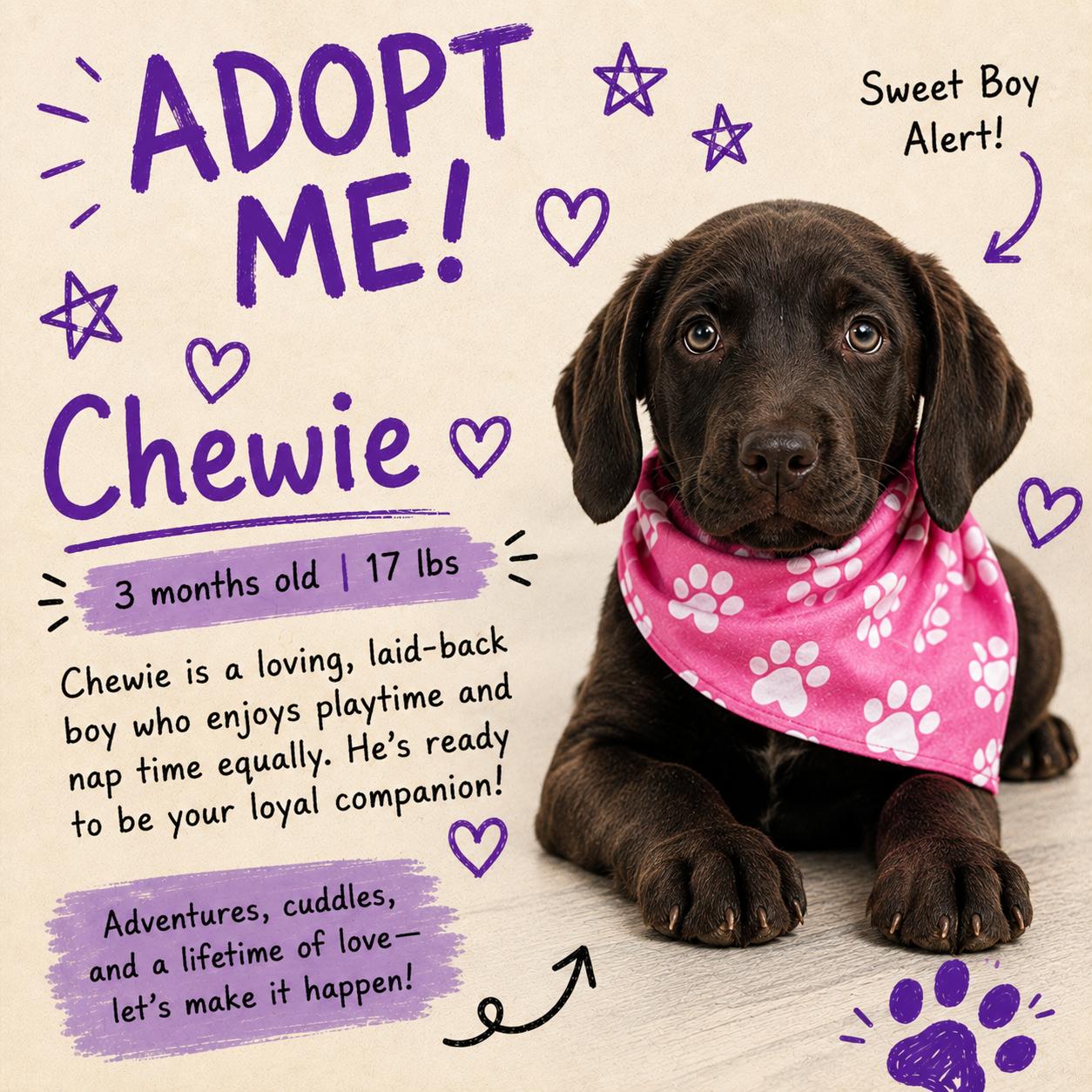 Chewie - Local August 28-30, ADOPTABLE, Puppy Female Labrador Retriever.