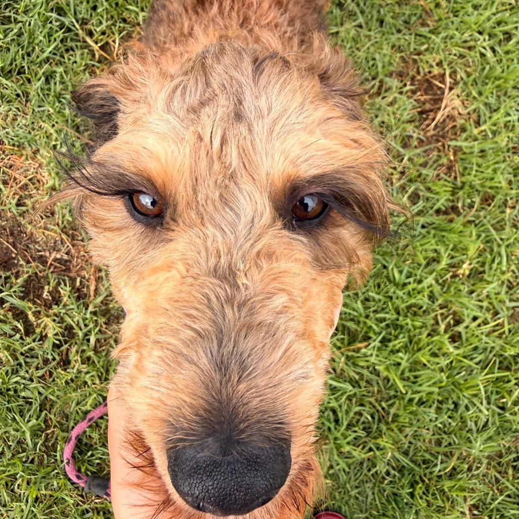 Enlarge Cosmo, a Adoptable mixed breed in Santa Barbara, CA image 1/6