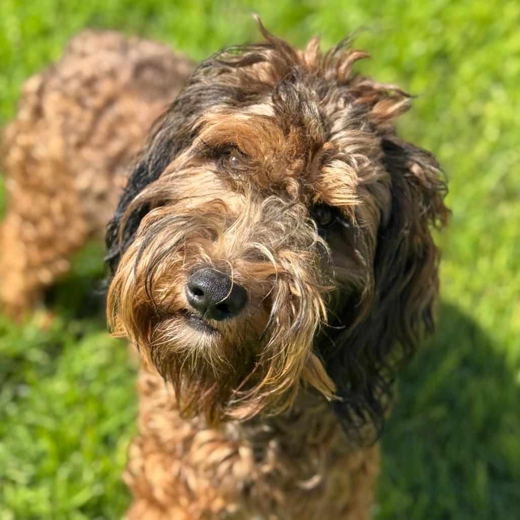 Enlarge Cosmo, a Adoptable mixed breed in Santa Barbara, CA image 2/6